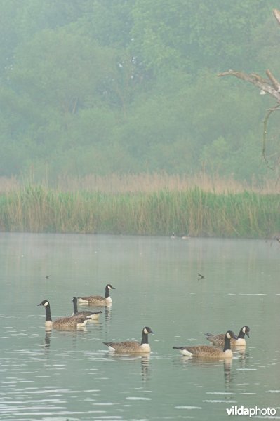 Oude Schelde-meander