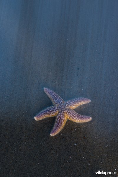 Aangespoelde zeester op het strand