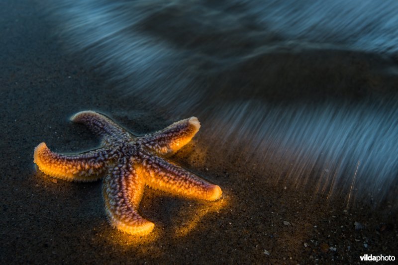 Aangespoelde zeester op het strand