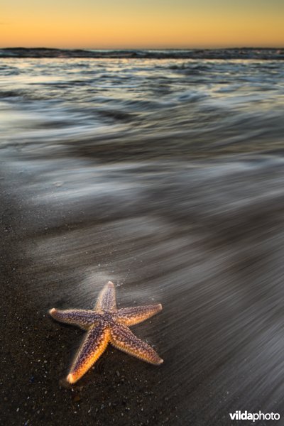 Aangespoelde zeester op het strand