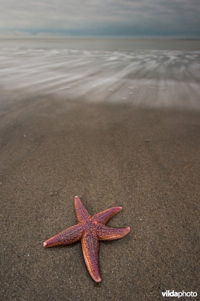 Aangespoelde zeester op het strand