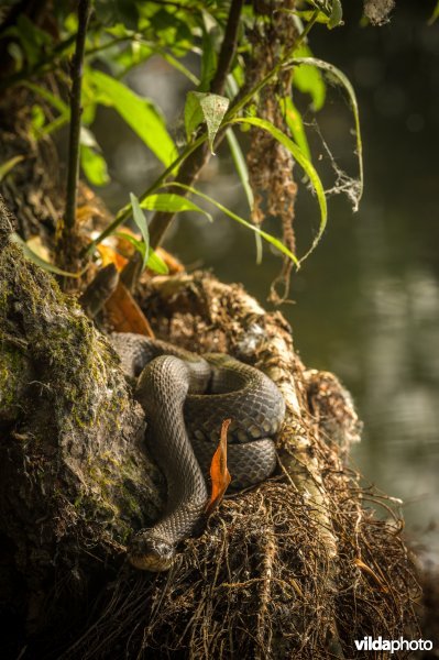 Ringslang (Natrix natrix)