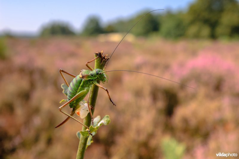 Zadelsprinkhaan (Epighipper epighipper)