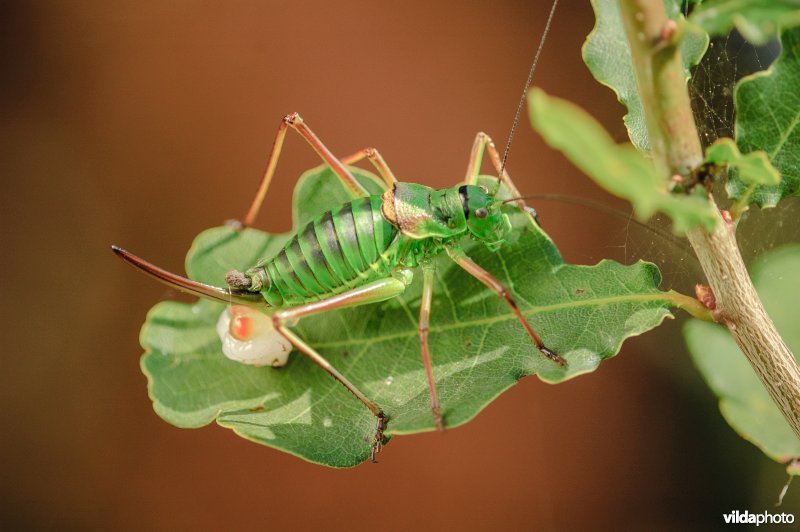 Zadelsprinkhaan (Epighipper epighipper)