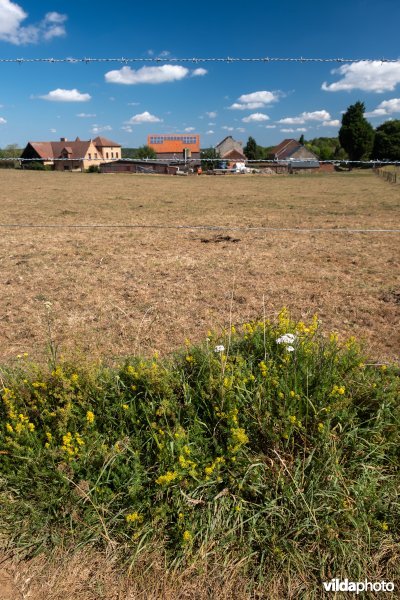 Prikkeldraadvegetatie