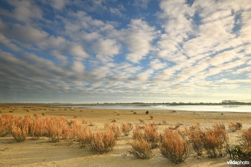 Winterse zeekraal in het Zwin