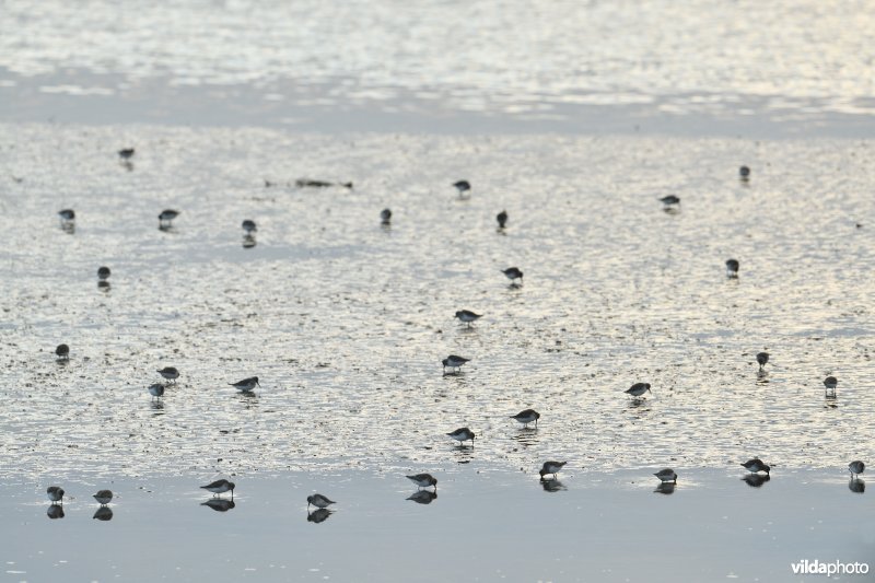 Bonte strandlopers in het Zwin