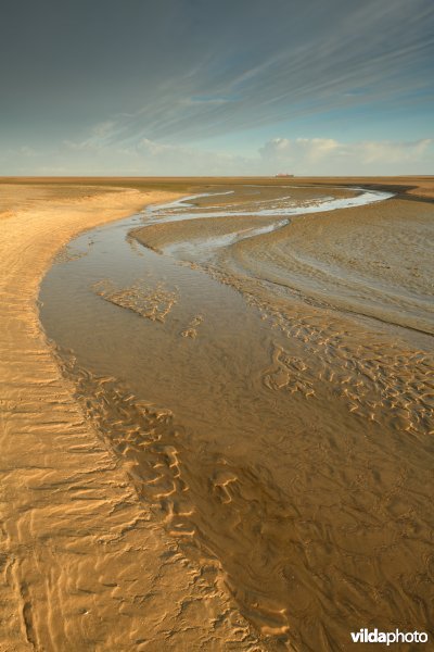 Zwingeul bij laagtij