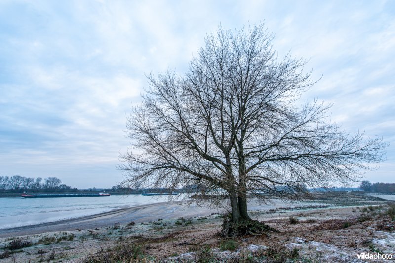 Ratelpopulier aan de oever van de Waal