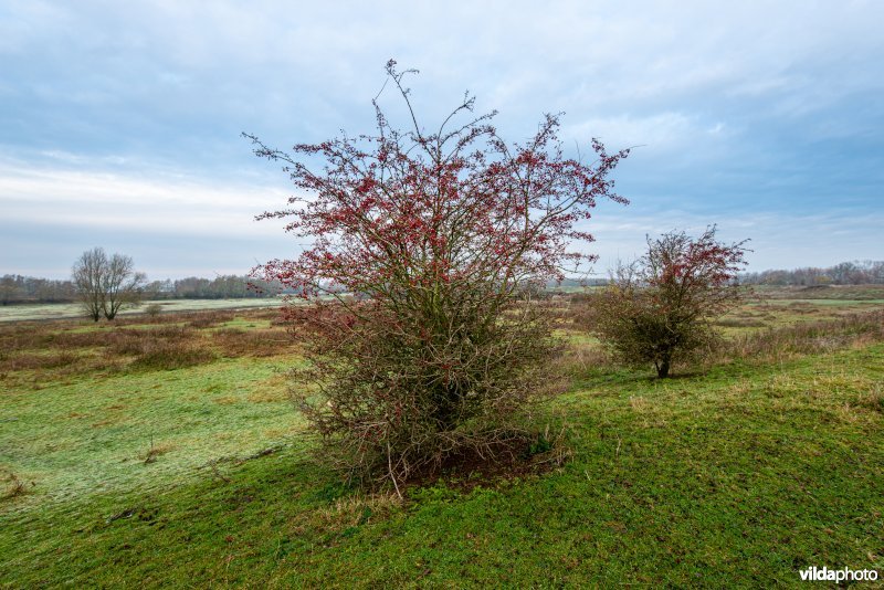 Eenstijlige meidoorn