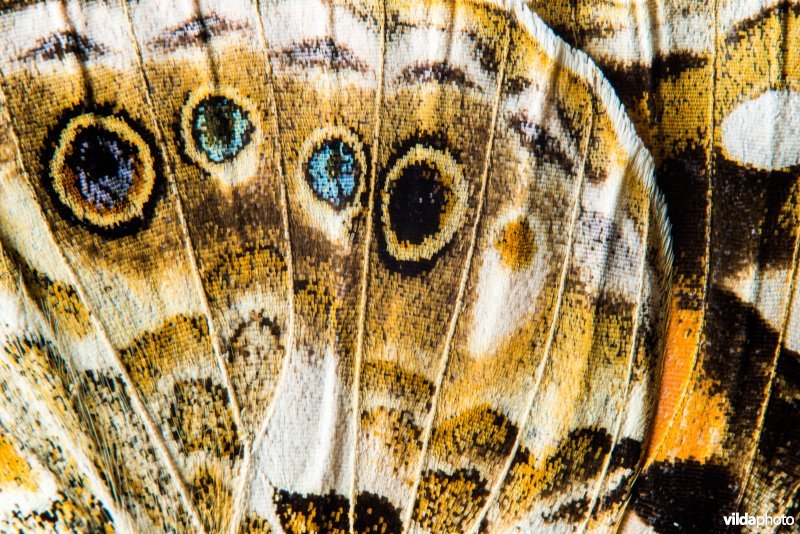 Vleugeldetails van een Distelvlinder