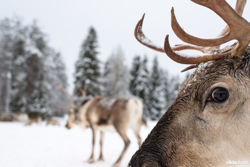 Rendieren, gehouden voor toerisme