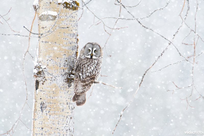 Laplanduil in de sneeuw