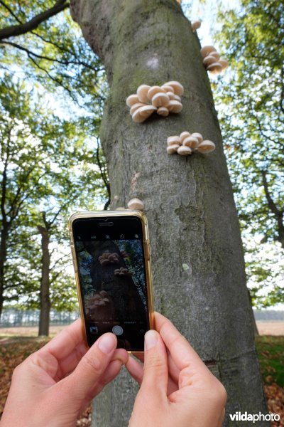 Porseleinzwammen op beuk