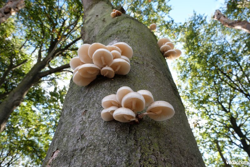 Porseleinzwammen op beuk