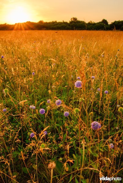 Natuurreservaat De Moerputten, Den Bosch