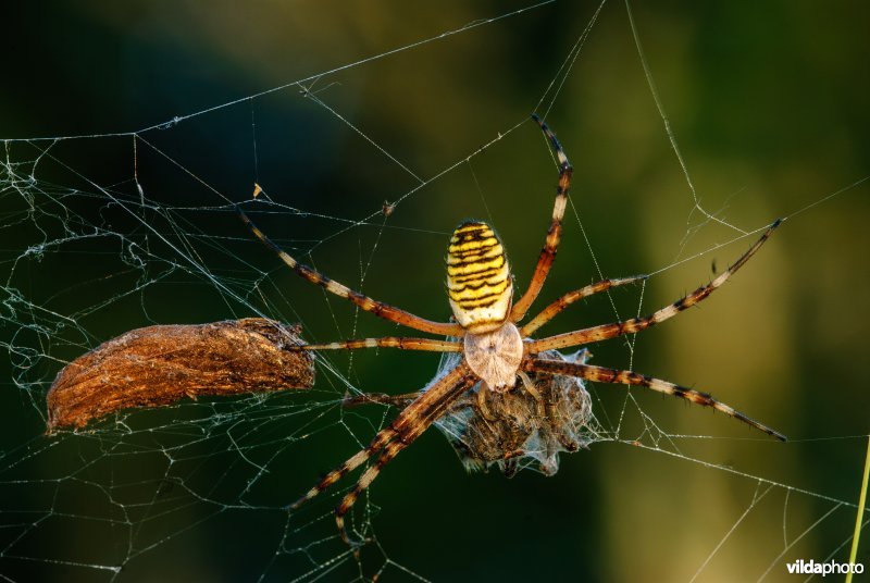 Spin met prooien in web