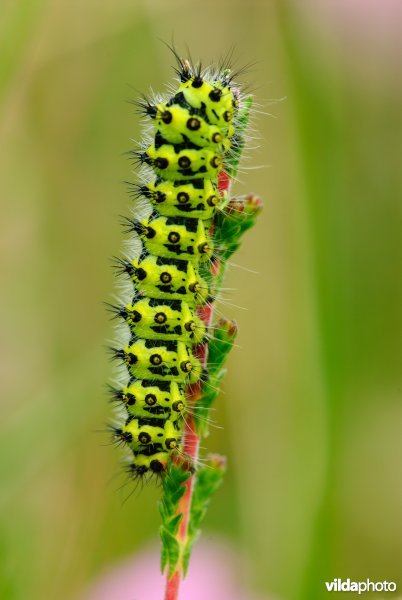 Rups van nachtpauwoog
