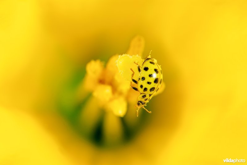 Vrouwtje op stamper van bloem