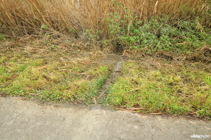 Wissel van Muskusrat aan de Durme