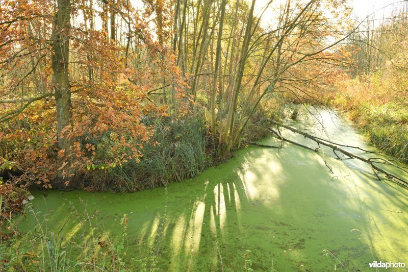 Natte broekbossen in de KBR polder 