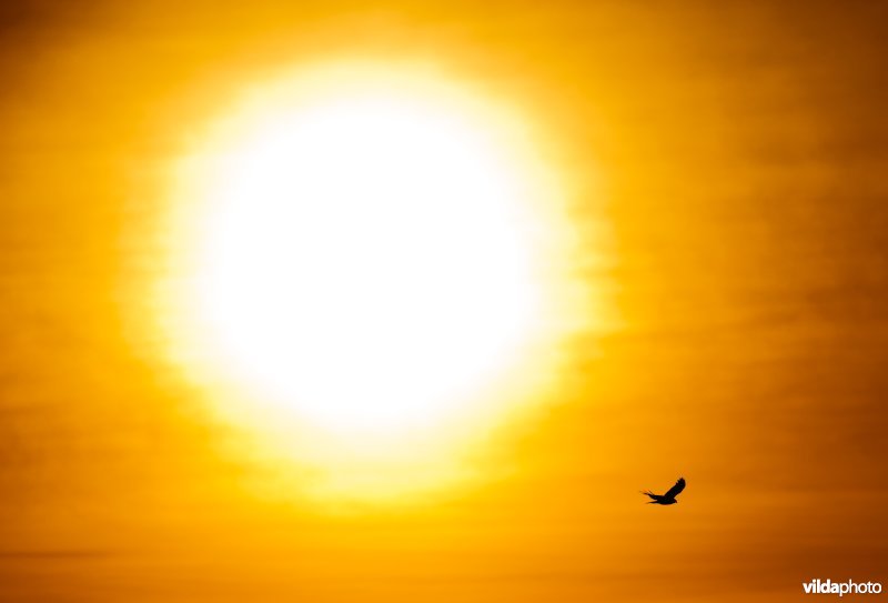 Wespendief op doortrek vliegt voorbij de zon
