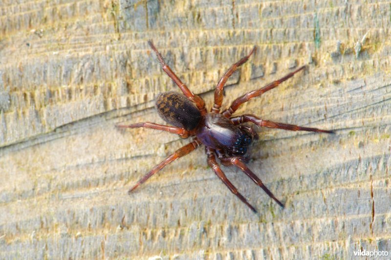 Bostrechterspin (Coelotes terrestris)