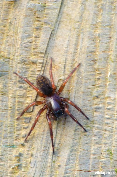 Bostrechterspin (Coelotes terrestris)