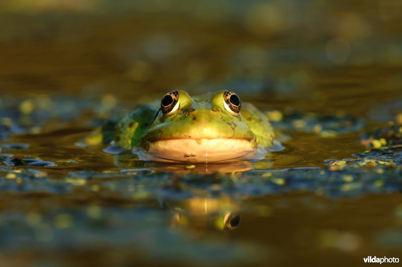 Grote groene kikker of Meerkikker