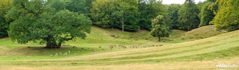 Kudde damherten in parklandschap