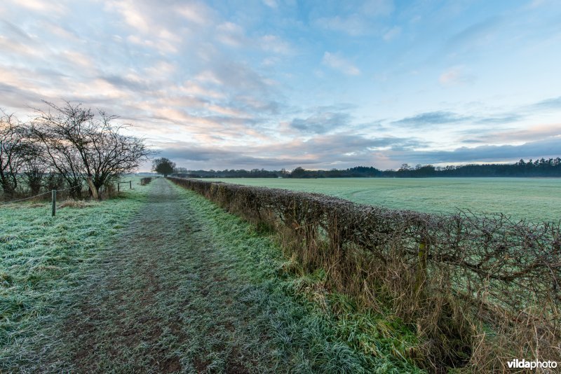 Oud heggenlandschap