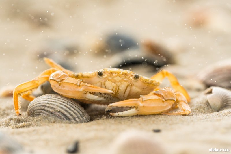Noordzeekrab in zandstorm