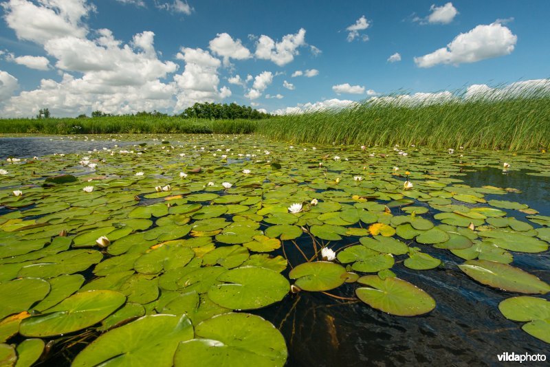 Waterlelies in de Wieden