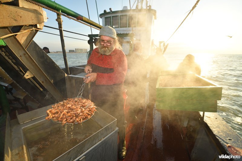 Garnalen koken  aan boord van de garnaalvisser Crangon