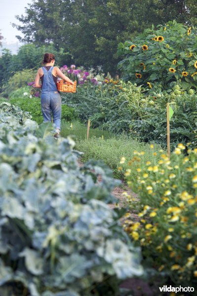Boerin op zelfoogstboerderij