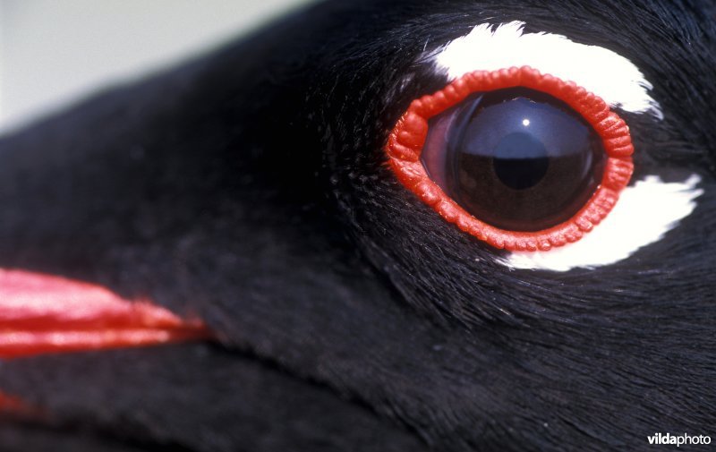 Close-up Zwartkopmeeuw