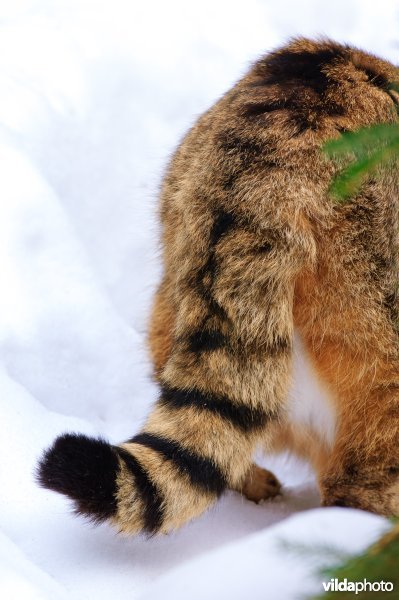 De wilde kat (Felis silvestris) is een roofdier uit de familie der katachtigen (Felidae). Het is de wilde voorouder van de huiskat. De wilde kat komt voor in het grootste gedeelte van Europa, Afrika en Zuidwest- & Centraal-Azië.