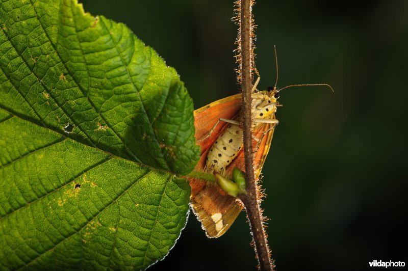 Spaanse vlag (Euplagia quadripunctaria)
