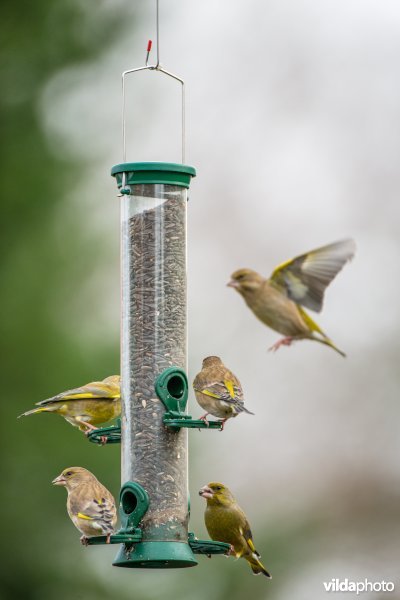 Groenling op feeder in de tuin