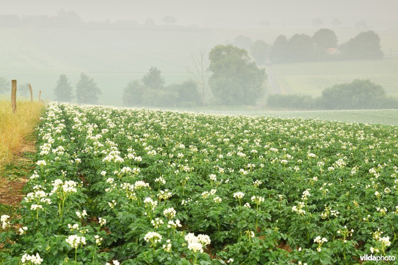 Aardappelveld in het Heuvelland