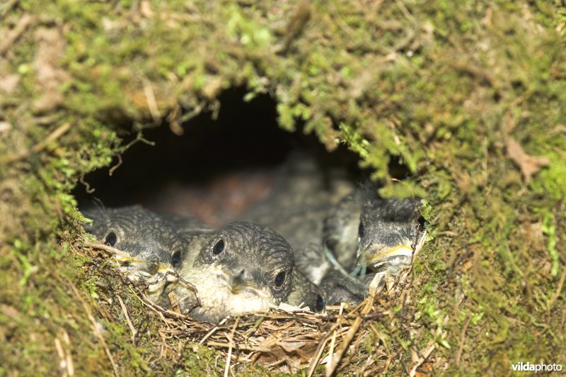 Nest met jongen Waterspreeuw