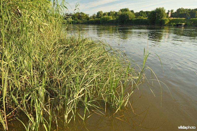 Zeebies langs de Schelde