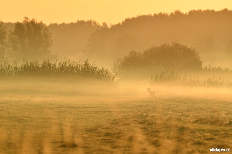 Reegeit in de ochtendnevel in de Kalkense Meersen