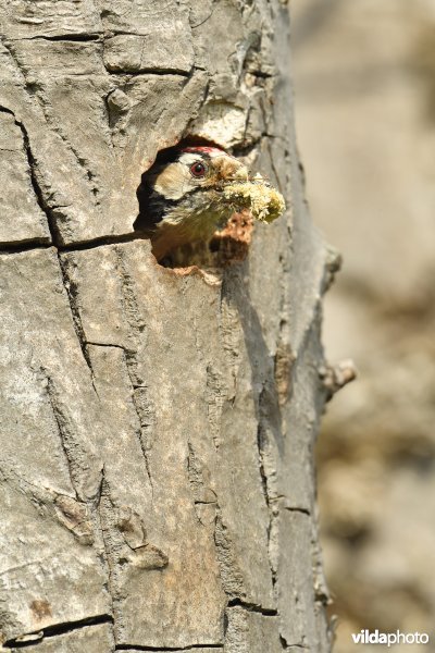 Mannetje Kleine bonte specht