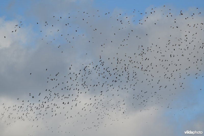 Kieviten en Goudplevieren