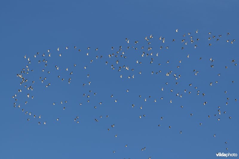 Goudplevieren in vlucht