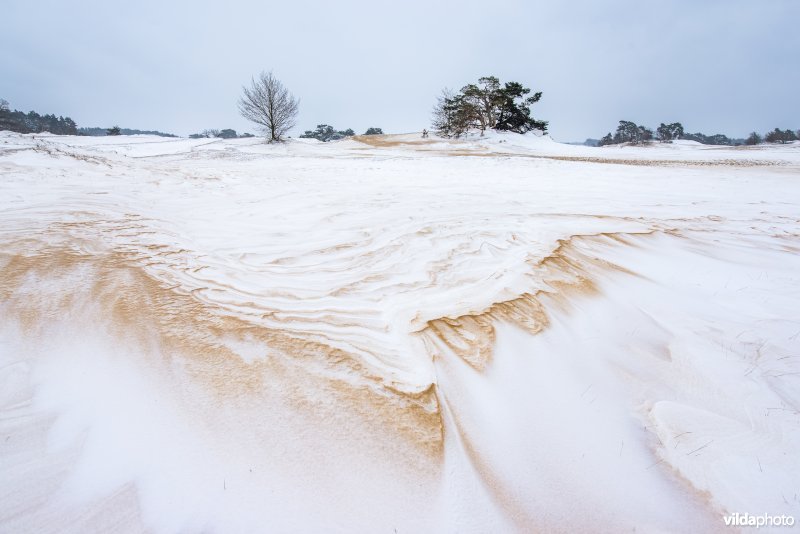 Kootwijkerzand na een sneeuwstorm