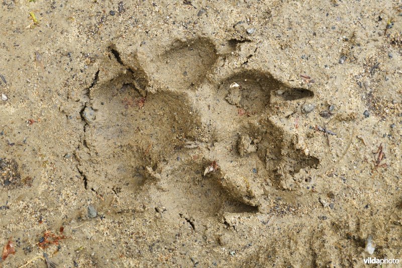 Pootafdruk van Wolf