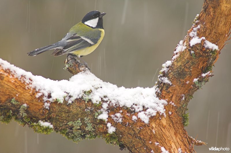 Koolmees in de sneeuw