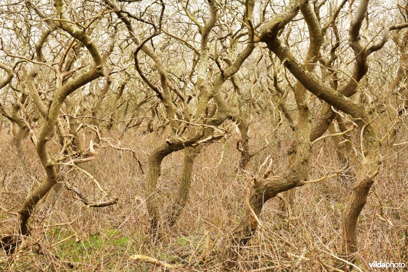 Kronkelende bomen 